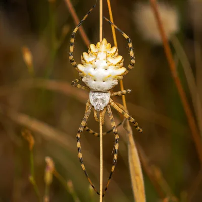 Аргиопа дольчатая (Argiope lobata) — Шида-Картли и Кахетия