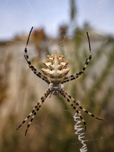 Loblu örümcek (Argiope lobata) — გარდაბანი