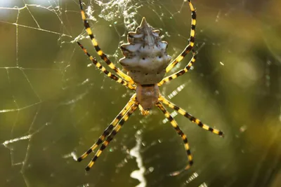 ლობებიანი არგიოპა (Argiope lobata)