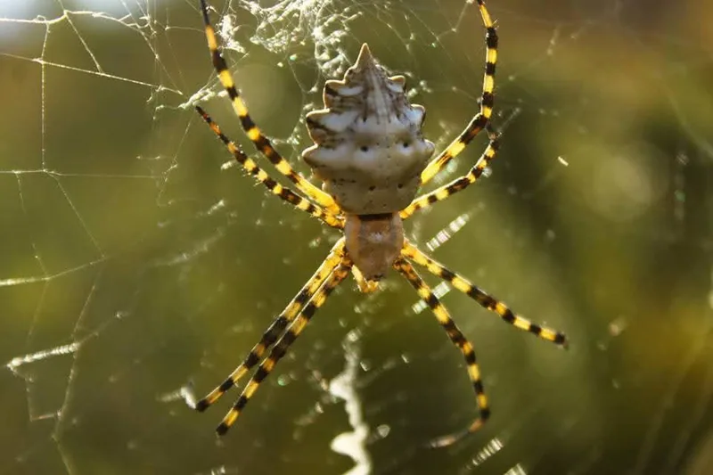 Аргиопа дольчатая (Argiope lobata) — Сет–Марсейян, Эро, Франция — Christian Ferrer
