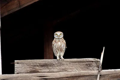 Kukumav (Athene noctua)