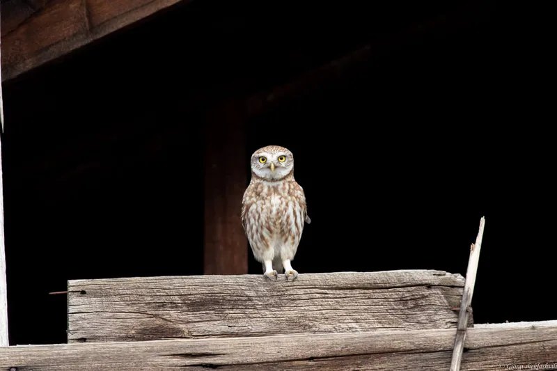 ჭოტი (Athene noctua) — მთელი წლის რეზიდენტი საქართველოში — გიორგი შეყლაშვილი