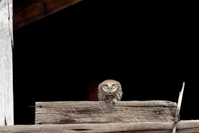 Kukumav (Athene noctua)