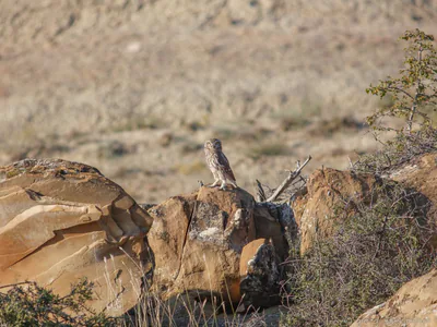 Kukumav (Athene noctua)