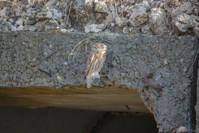 Kukumav (Athene noctua)