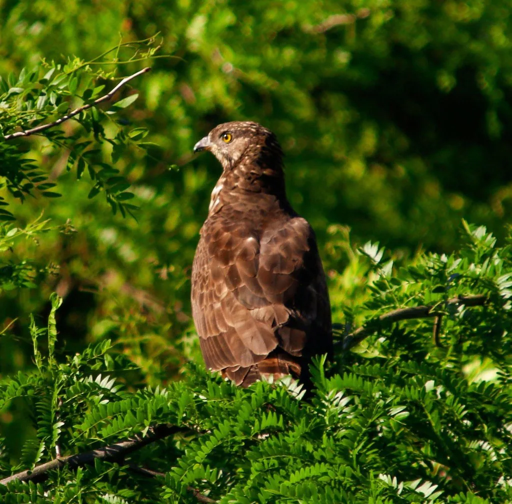 Close to wildlife