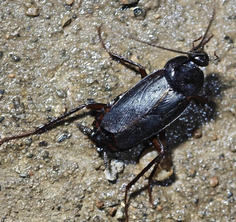 Чёрный таракан (Blatta orientalis) — სოხუმი — krunku