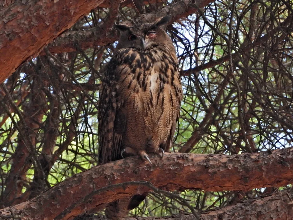 ზარნაშო (Bubo bubo) — Aiken Lau