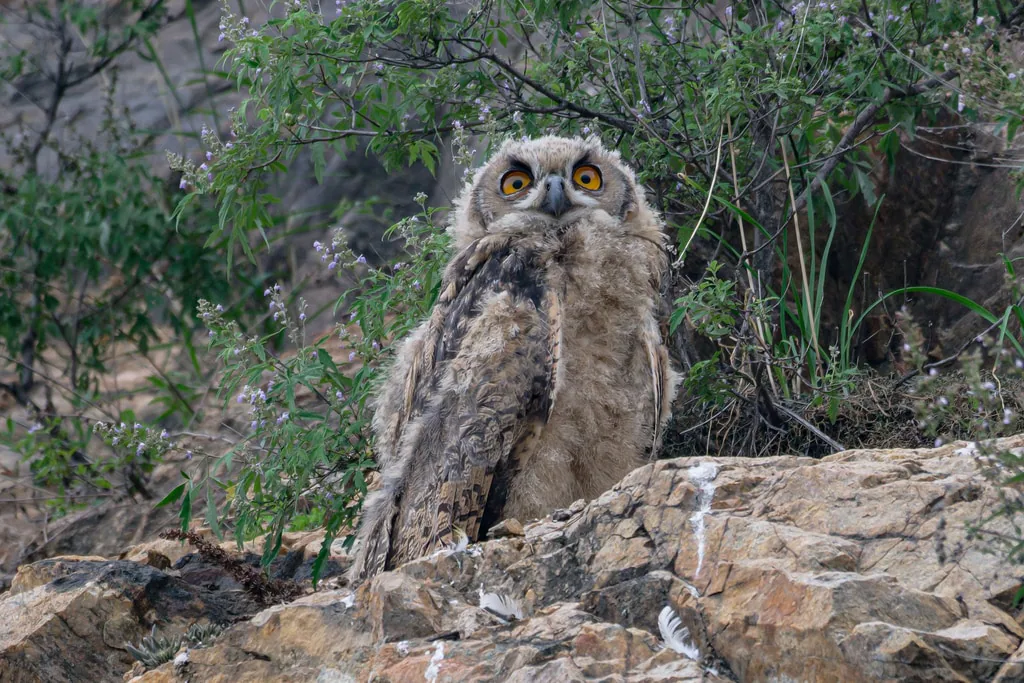 ზარნაშო (Bubo bubo) — beilan