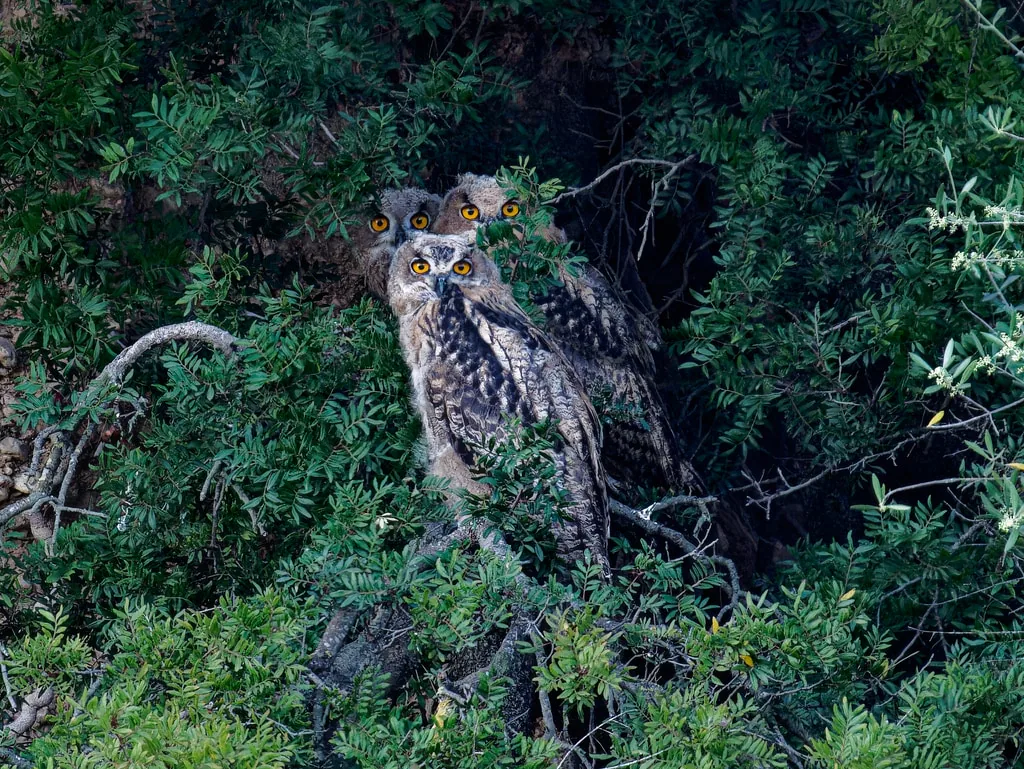 Eurasian eagle-owl (Bubo bubo) Year-round resident in Georgia