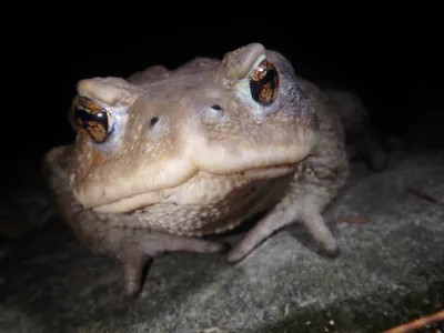 Caucasian Toad (Bufo verrucosissimus) — humid forest