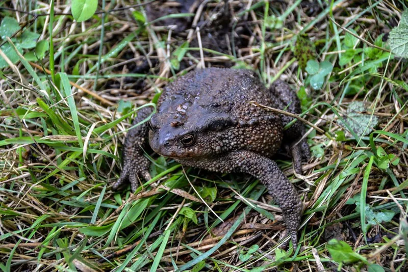 Caucasian Toad (Bufo verrucosissimus) — Borjomi-Kharagauli National Park — ზაური ხაჩიძე