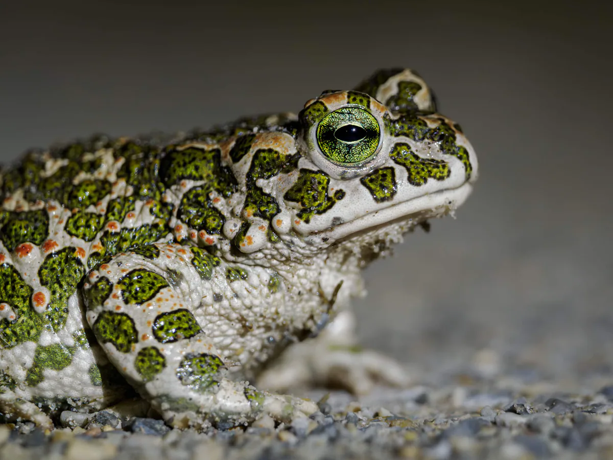 Green Toad (Bufotes viridis) — Georgia — open country