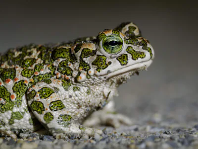 Green Toad (Bufotes viridis) — Georgia — open country
