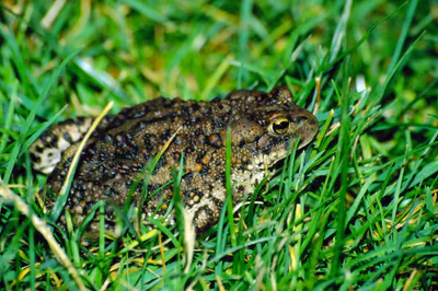 Green Toad (Bufotes viridis) — Georgia — open country