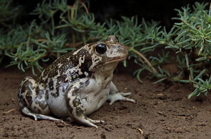 Green Toad (Bufotes viridis) — Georgia — open country — Armen Seropian