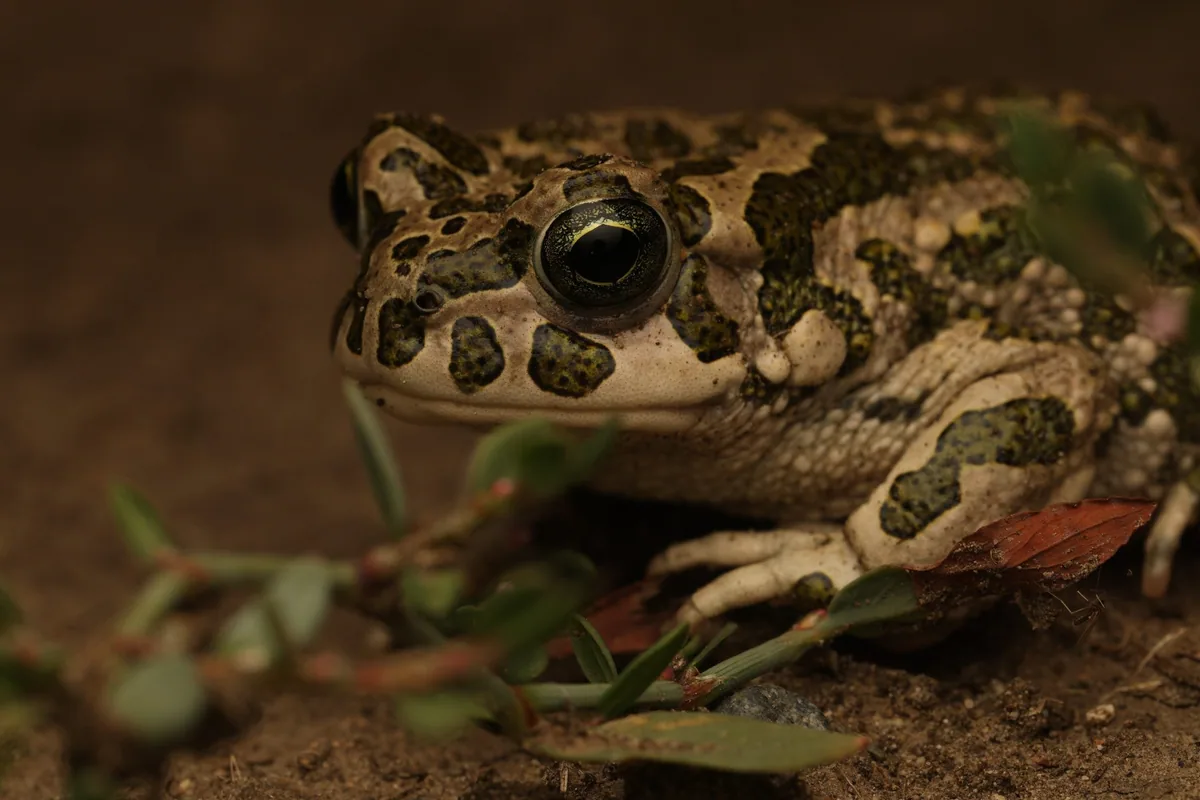 Yeşil karakurbağa (Bufotes viridis) — Kaheti — Aurélien Grimaud