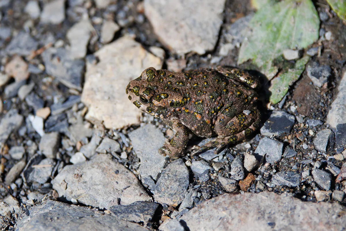 Yeşil karakurbağa (Bufotes viridis) — უშგული — Giorgi Natsvlishvili