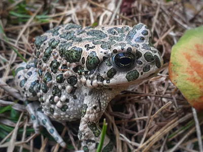 Yeşil karakurbağa (Bufotes viridis)
