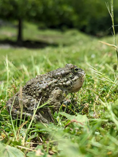 Yeşil karakurbağa (Bufotes viridis)