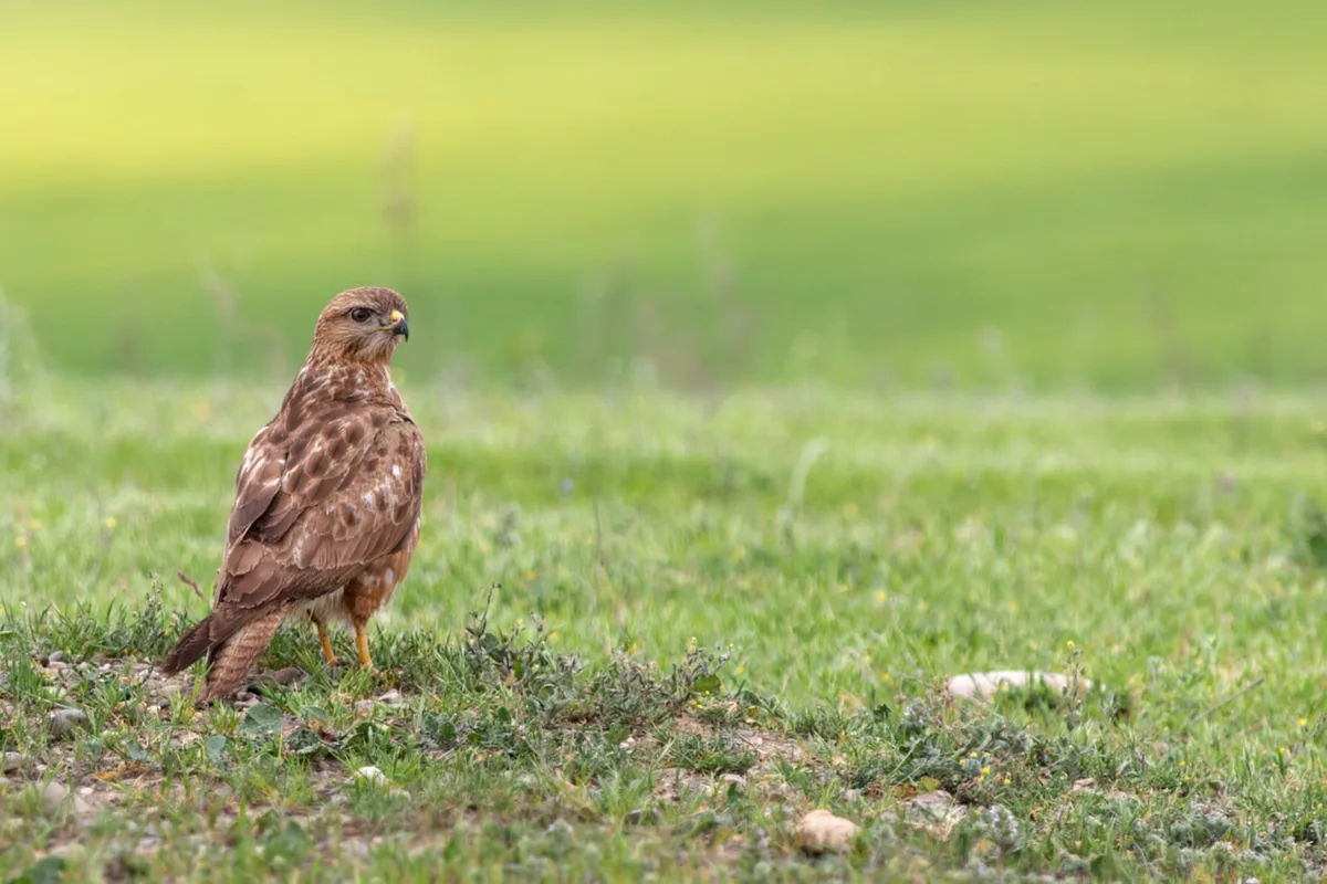 Common buzzard (Buteo buteo) — Year-round resident, migrant and winter visitor in Georgia — Giorgi Makharadze
