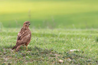 ჩვეულებრივი კაკაჩა (Buteo buteo) — მთელი წლის რეზიდენტი, მიგრანტი და მოზამთრე საქართველოში — გიორგი მახარაძე
