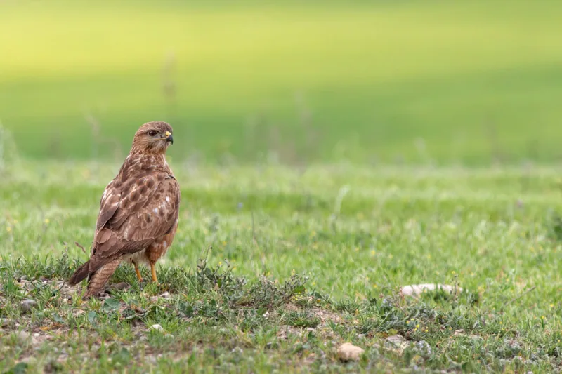 Common buzzard (Buteo buteo) — Year-round resident, migrant and winter visitor in Georgia — Giorgi Makharadze