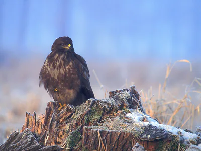 ჩვეულებრივი კაკაჩა (Buteo buteo) — მთელი წლის რეზიდენტი, მიგრანტი და მოზამთრე საქართველოში — Lukasz Lukasik