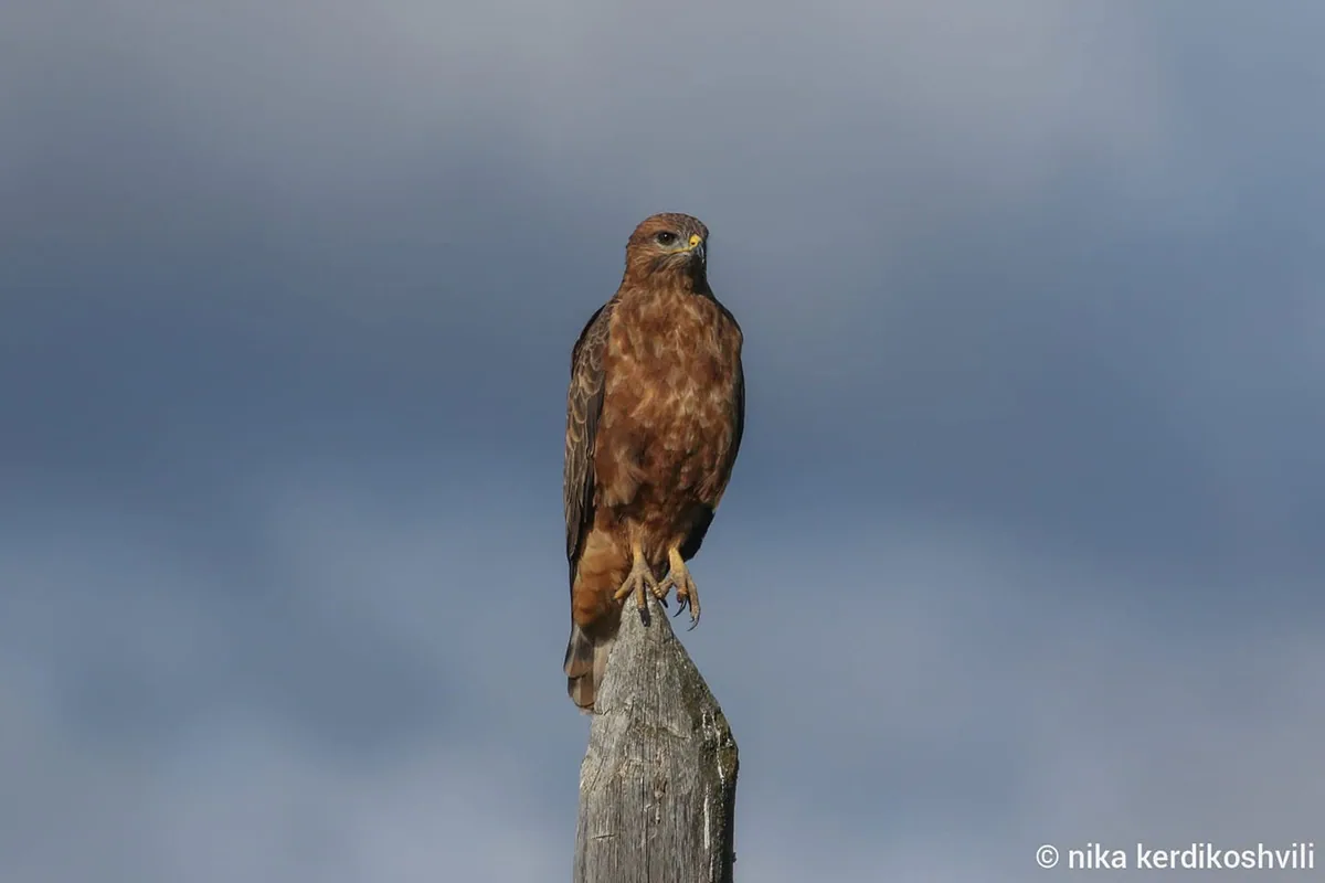 Common buzzard (Buteo buteo) — Year-round resident, migrant and winter visitor in Georgia — Nika Kerdikoshvili