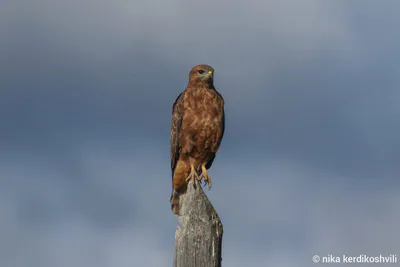 Common buzzard (Buteo buteo)