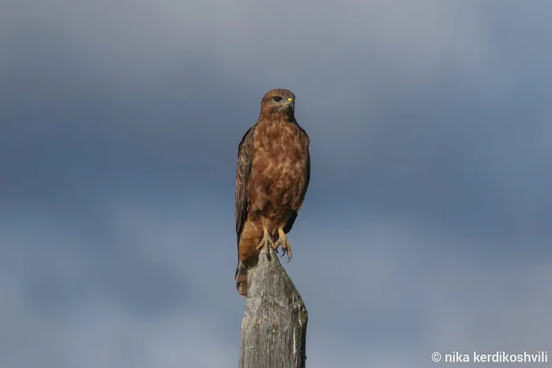 Common buzzard (Buteo buteo) — Year-round resident, migrant and winter visitor in Georgia — Nika Kerdikoshvili