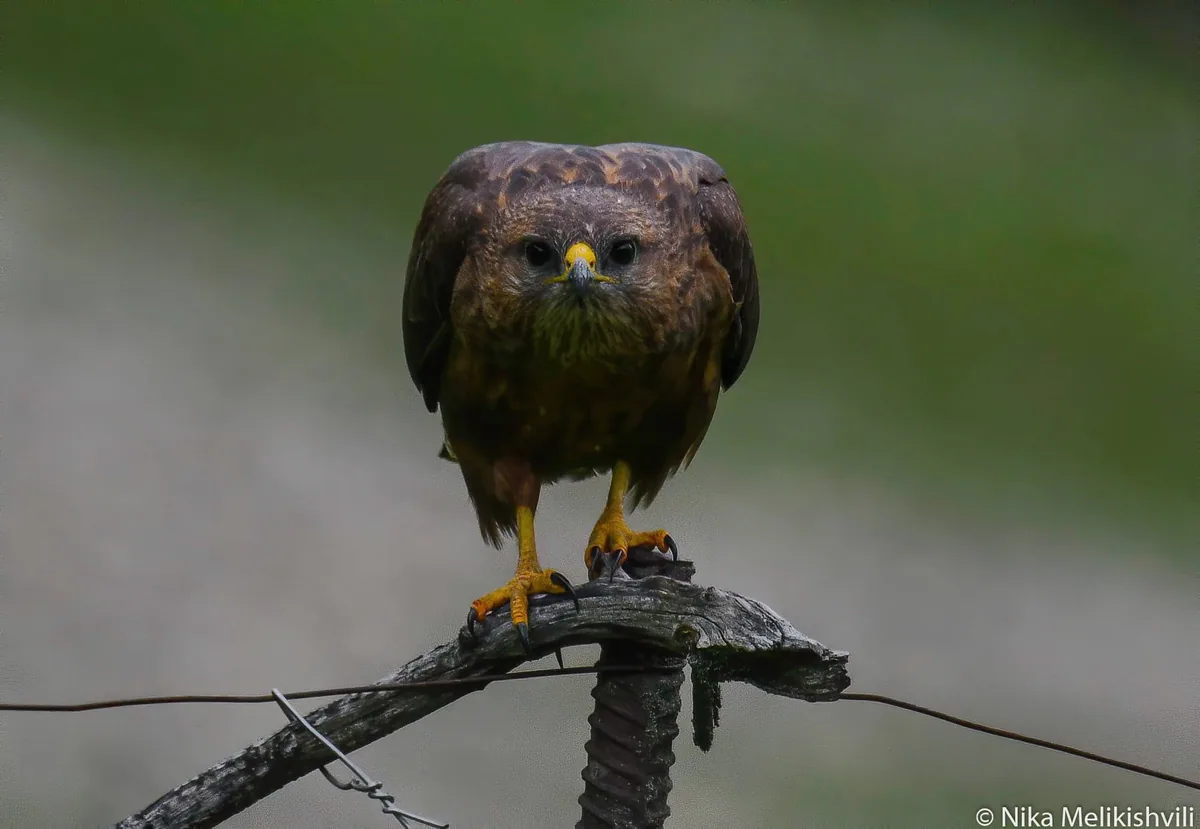 Common buzzard (Buteo buteo) — Year-round resident, migrant and winter visitor in Georgia — Nika Melikishvili