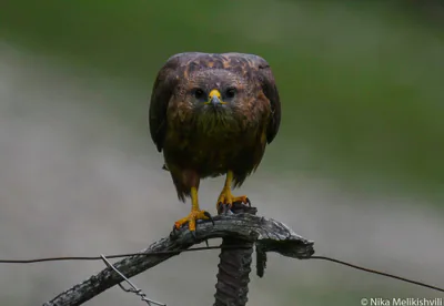 ჩვეულებრივი კაკაჩა (Buteo buteo) — მთელი წლის რეზიდენტი, მიგრანტი და მოზამთრე საქართველოში — ნიკა მელიქიშვილი