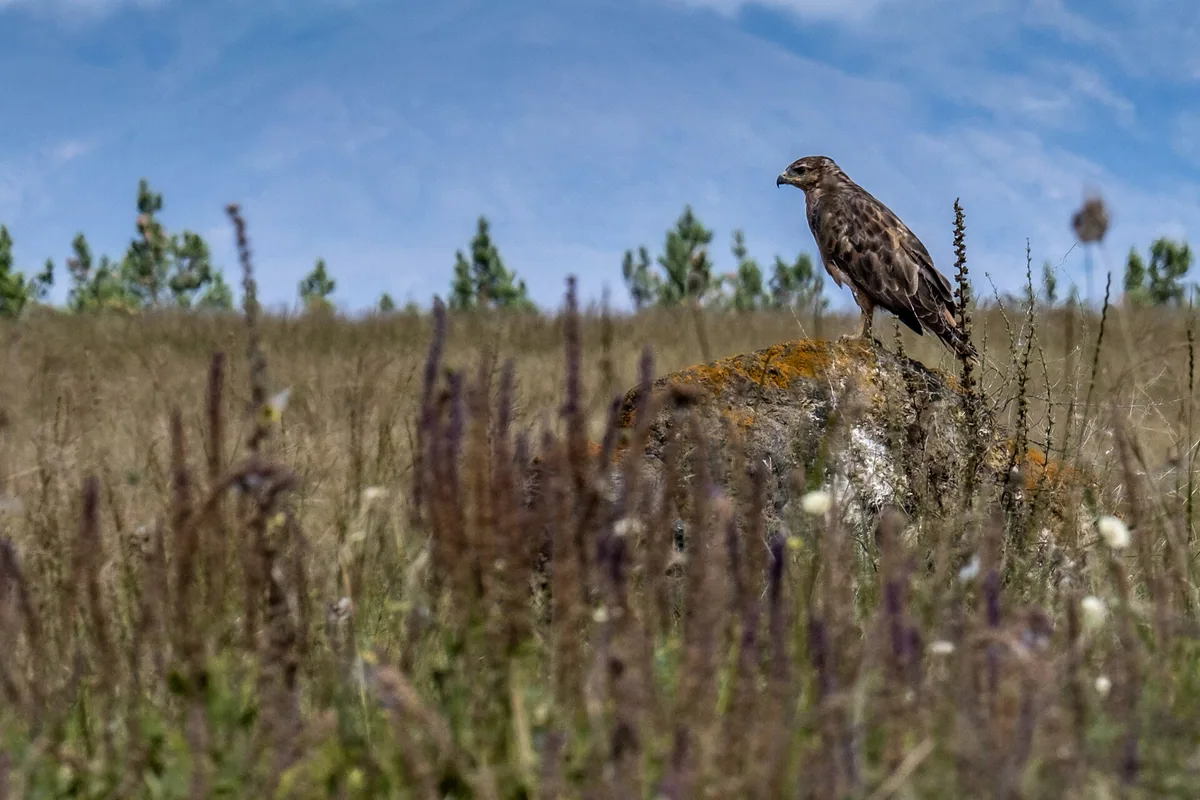 Обыкновенный канюк (Buteo buteo) — სევანი, სომხეთი — Wowan1978