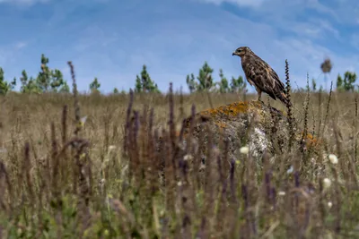 ჩვეულებრივი კაკაჩა (Buteo buteo) — სევანი, სომხეთი — Wowan1978