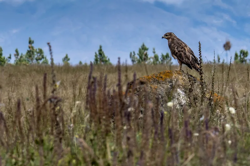 Common buzzard (Buteo buteo) — Lake Sevan, Armenia — Wowan1978