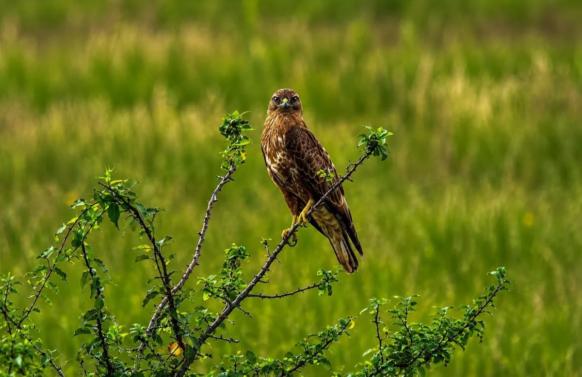 Обыкновенный канюк (Buteo buteo) Круглый год оседлый, мигрант и зимующий гость в Грузии