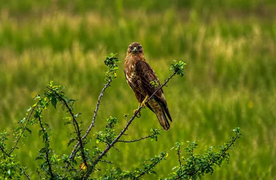 ჩვეულებრივი კაკაჩა (Buteo buteo) — მთელი წლის რეზიდენტი, მიგრანტი და მოზამთრე საქართველოში — ველურ ბუნებასთან ახლოს