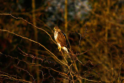 ჩვეულებრივი კაკაჩა (Buteo buteo) — მთელი წლის რეზიდენტი, მიგრანტი და მოზამთრე საქართველოში — ველურ ბუნებასთან ახლოს