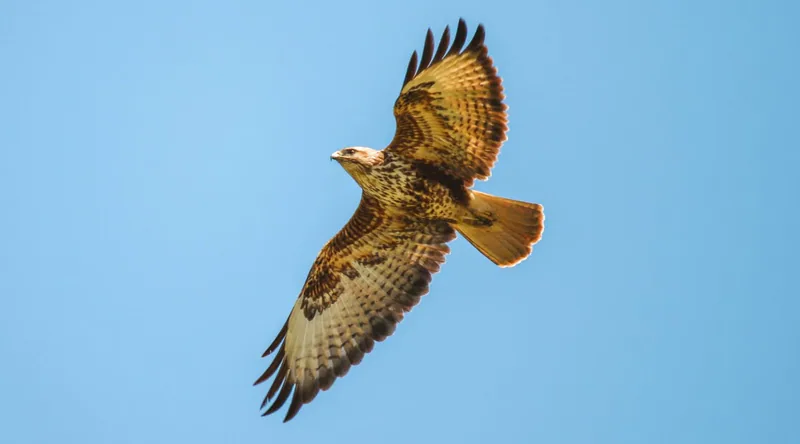 ჩვეულებრივი კაკაჩა (Buteo buteo) — მთელი წლის რეზიდენტი, მიგრანტი და მოზამთრე საქართველოში — ველურ ბუნებასთან ახლოს