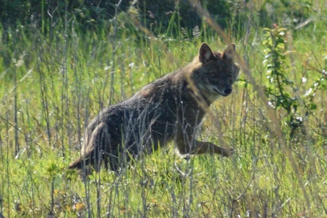 ჩვეულებრივი ტურა (Canis aureus) — ბათუმი — Anton Chechulin