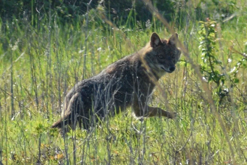 ჩვეულებრივი ტურა (Canis aureus) — ბათუმი — Anton Chechulin