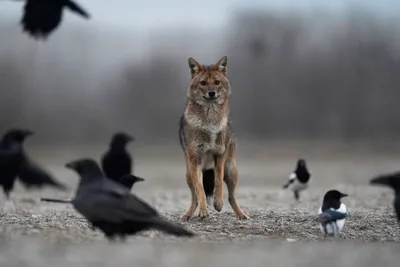 Обыкновенный шакал (Canis aureus) — სერბეთი — Ivan Bukvic