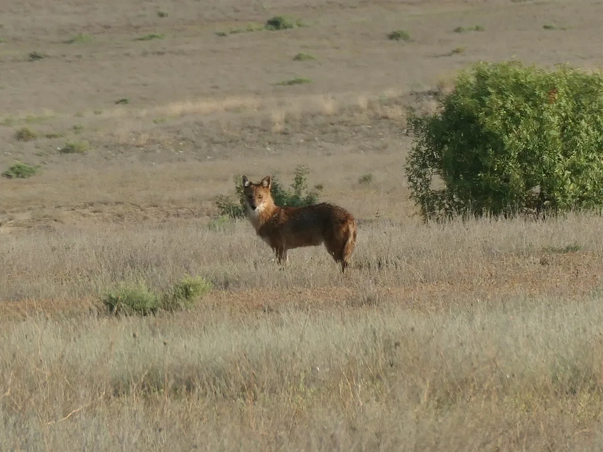 ჩვეულებრივი ტურა (Canis aureus) — დედოფლისწყარო — Fabian A. Boetzl