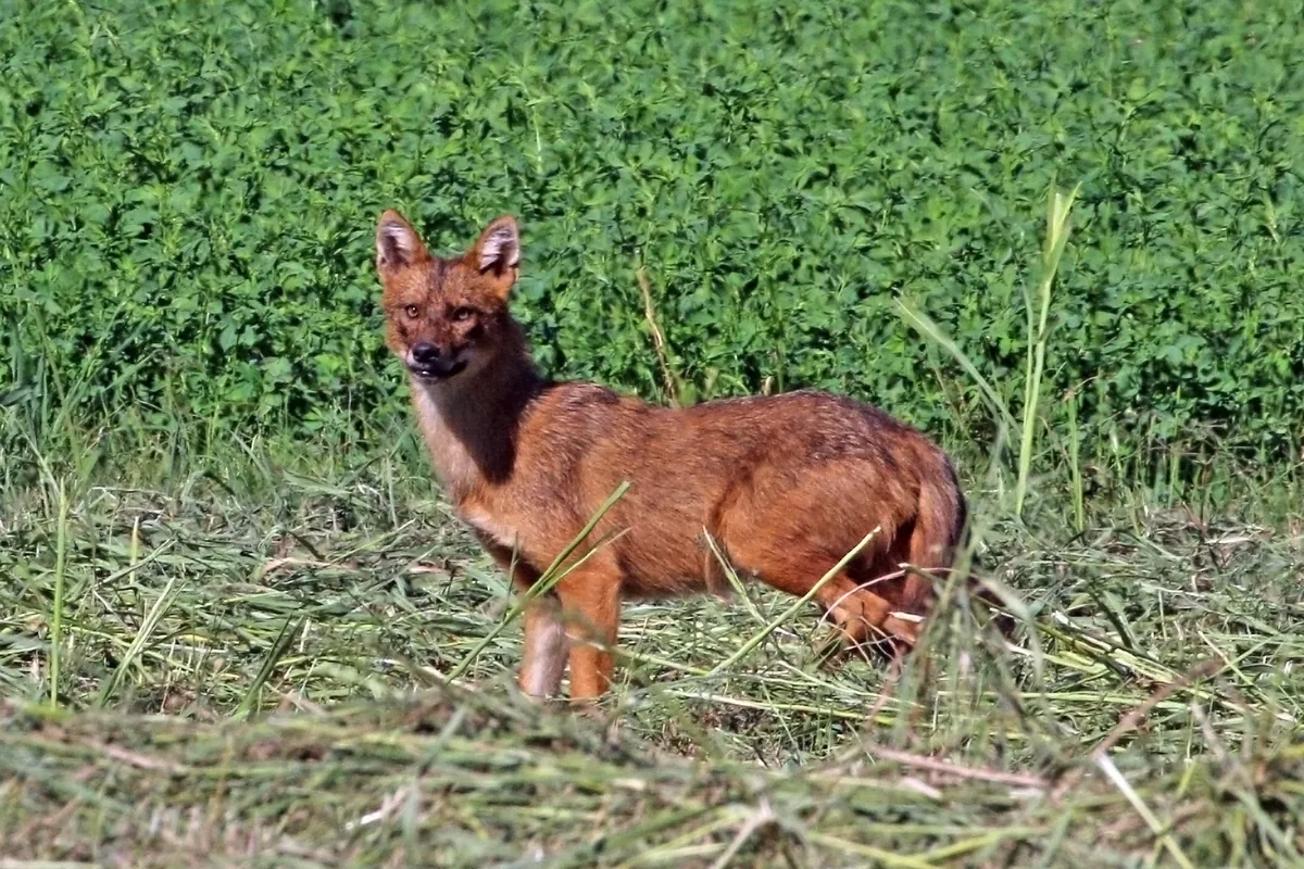 ჩვეულებრივი ტურა (Canis aureus) — კერკინის ტბა — Charles J. Sharp