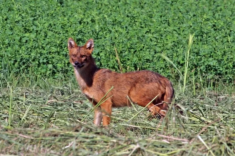 ჩვეულებრივი ტურა (Canis aureus) — კერკინის ტბა — Charles J. Sharp