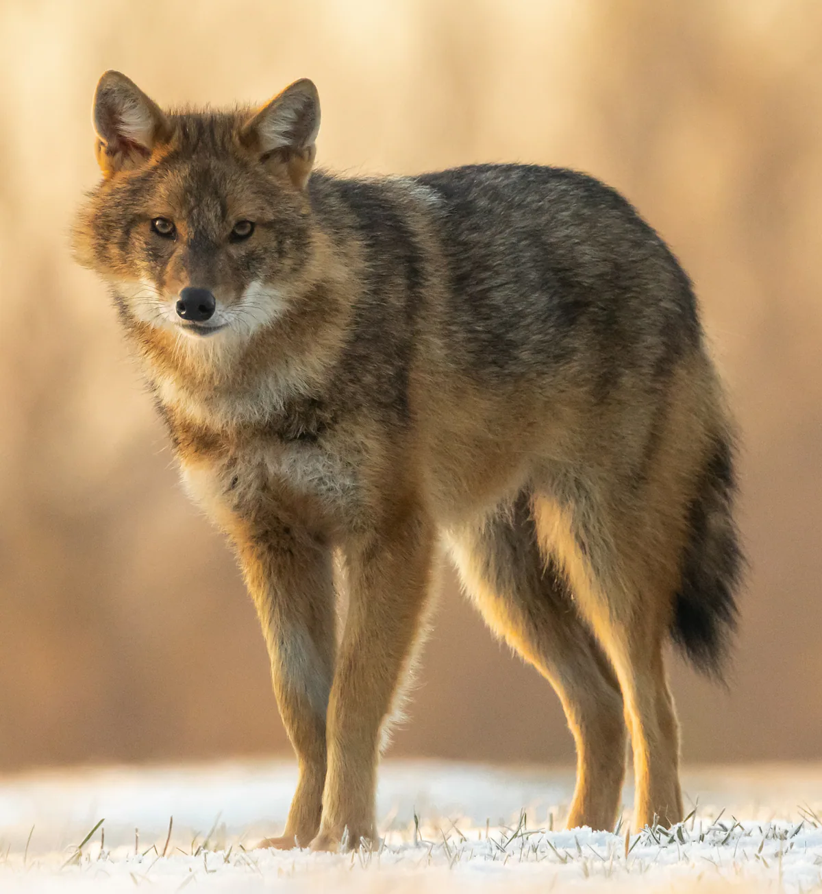 แฉแแแฃแแแแ แแแ แขแฃแ แ (Canis aureus) แแฃแแแแแ แกแแฅแแ แแแแแแจแ
