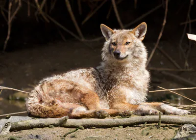 Обыкновенный шакал (Canis aureus) — თელ-ავივი — Вых Пыхманн