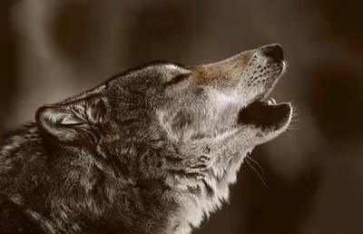 Kurt (Canis lupus) — Gürcistan’da yıl boyu