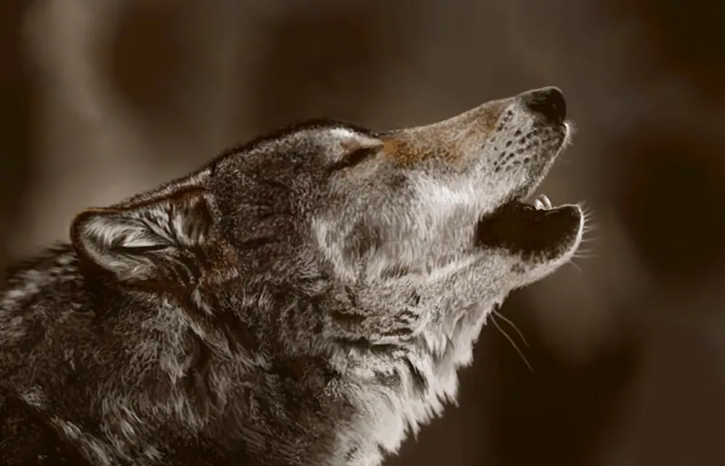 Grey wolf (Canis lupus) — Year-round in Georgia